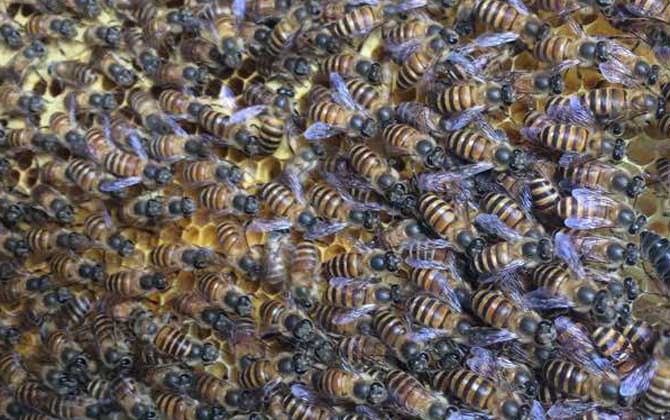 兩箱蜂合并有哪十種方法(兩箱蜂怎么合并) 兩箱蜂合并有哪十種方法(兩箱蜂怎么合并)