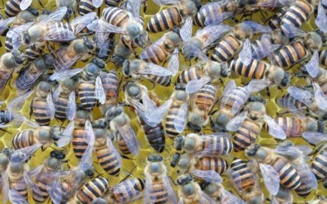 兩箱蜂合并有哪十種方法(兩箱蜂怎么合并) 兩箱蜂合并有哪十種方法(兩箱蜂怎么合并)