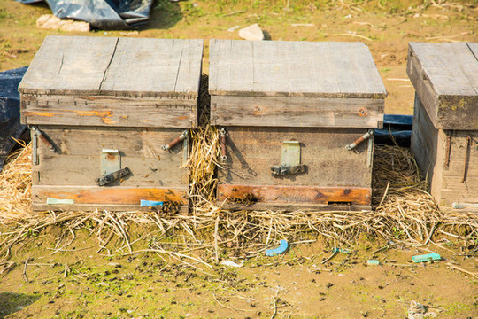 新手如何養好蜜蜂?(7個方法教你養蜜蜂) 新手如何養好蜜蜂?(7個方法教你養蜜蜂)