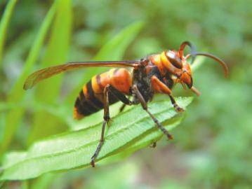 胡蜂離人多遠會蟄人（人離胡蜂巢多遠會受到攻擊）