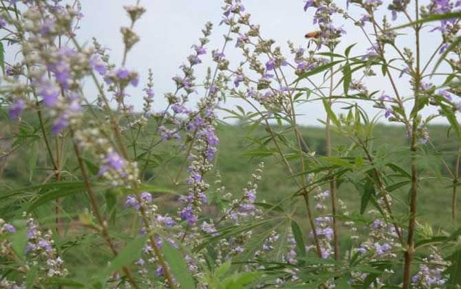 荊條泌蜜期多長(zhǎng)（荊條什么時(shí)候開(kāi)花）