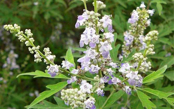 荊條泌蜜期多長(zhǎng)（荊條什么時(shí)候開(kāi)花）