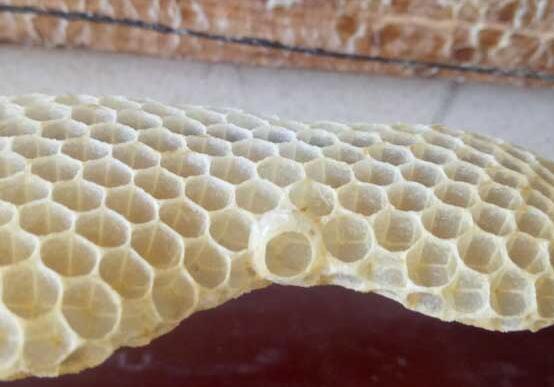 阿壩中蜂總是飛逃怎么回事呀(中蜂飛逃的主要原因) 阿壩中蜂總是飛逃怎么回事呀(中蜂飛逃的主要原因)