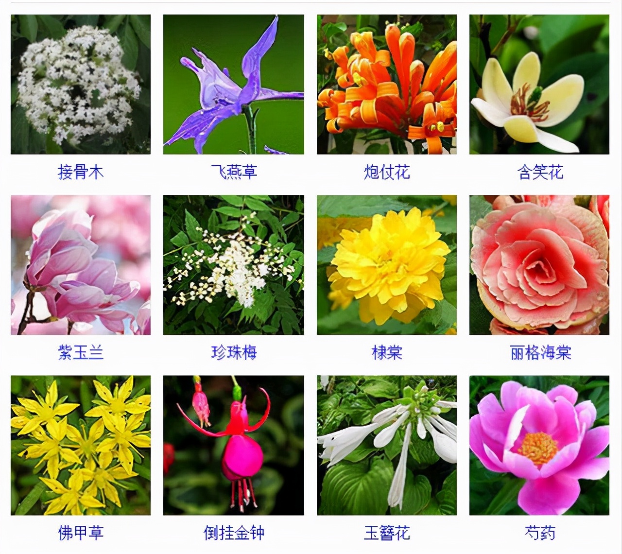 植物品種名稱大全（最常見的800種景觀觀花植物，附植物習性種植）