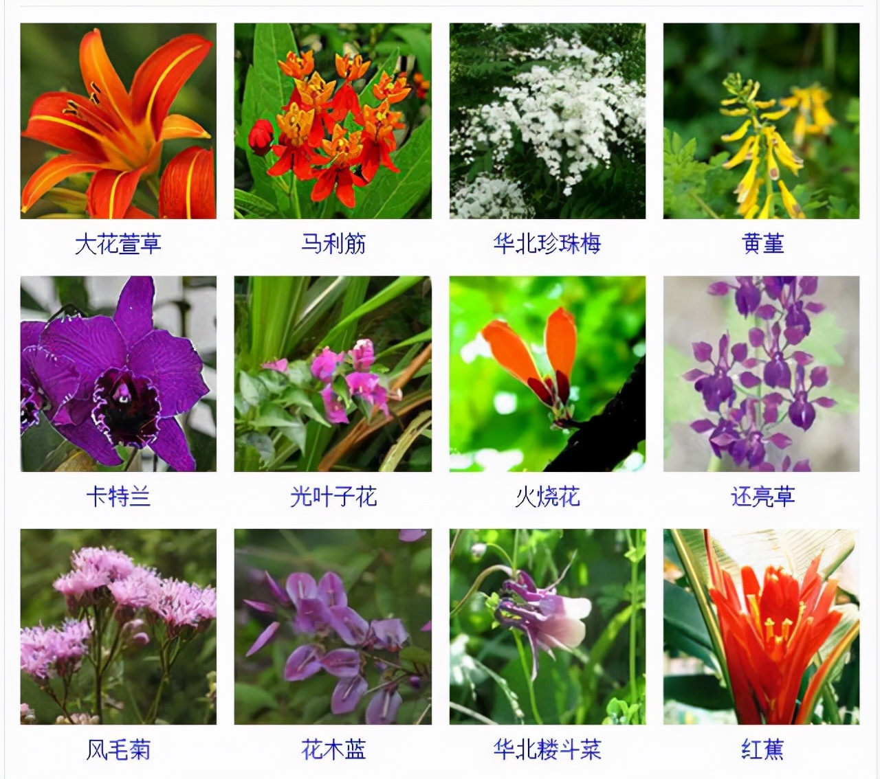 植物品種名稱大全（最常見的800種景觀觀花植物，附植物習性種植）