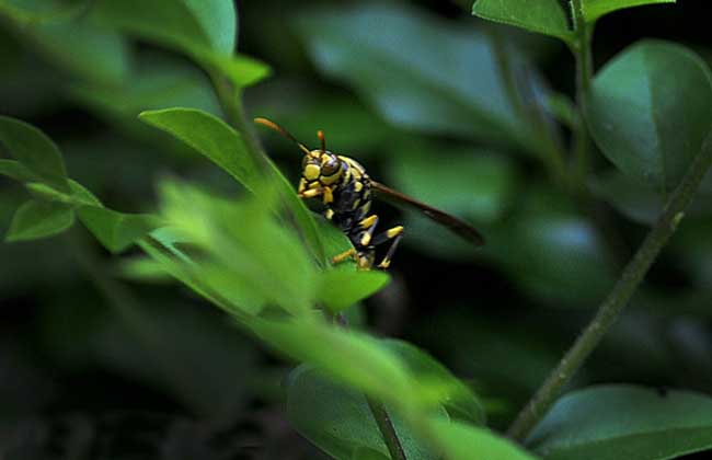 牛角蜂蟄了會不會死人（被牛角蜂蟄了的危險嚴(yán)重程度）