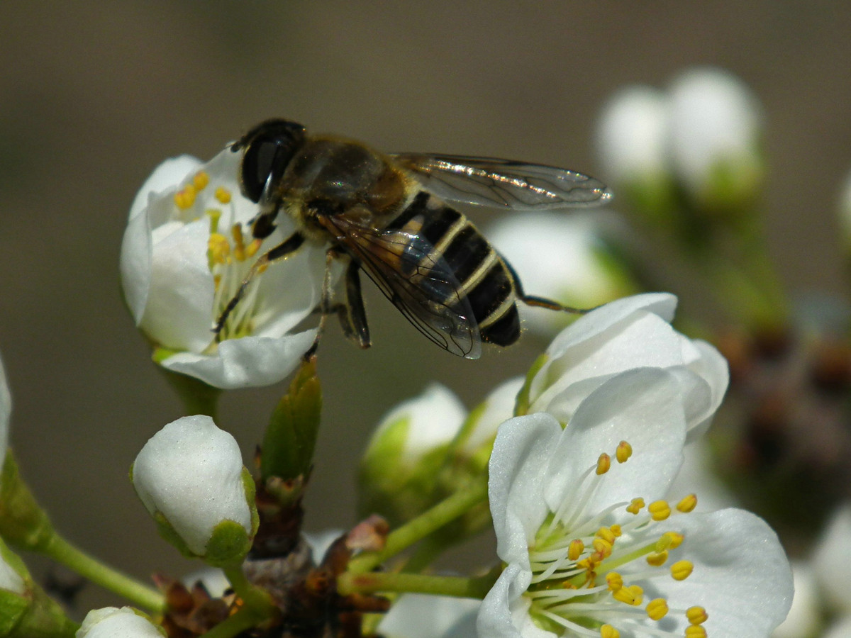 蜂螨對人有害嗎(蜂螨的危害是什么) 蜂螨對人有害嗎(蜂螨的危害是什么)