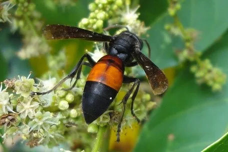 常見胡蜂種類大全(胡蜂的種類及介紹) 常見胡蜂種類大全(胡蜂的種類及介紹)