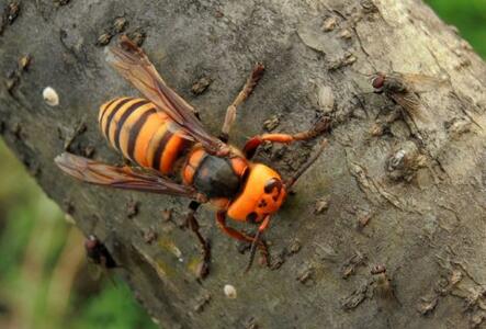 常見胡蜂種類大全(胡蜂的種類及介紹) 常見胡蜂種類大全(胡蜂的種類及介紹)