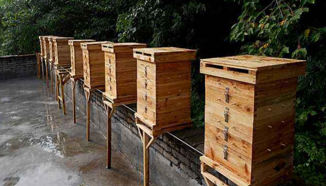 中蜂格子箱規(guī)格及尺寸(格子蜂箱的標(biāo)準(zhǔn)尺寸與優(yōu)缺點(diǎn)) 中蜂格子箱規(guī)格及尺寸(格子蜂箱的標(biāo)準(zhǔn)尺寸與優(yōu)缺點(diǎn))