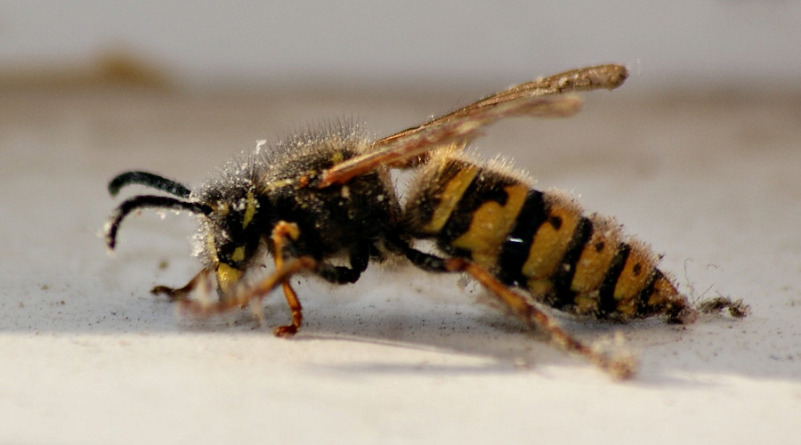 讓馬蜂蟄了最佳消腫法（最快消腫止痛止癢方法）