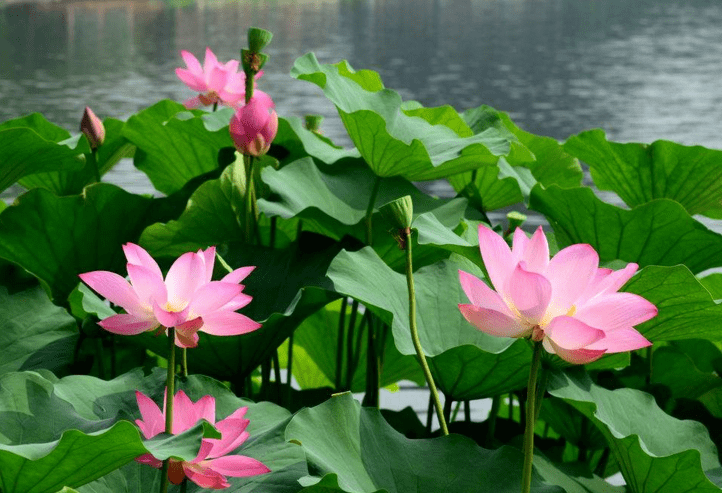 荷花什么季節(jié)開花（荷花的開花時(shí)間和產(chǎn)蜜情況）