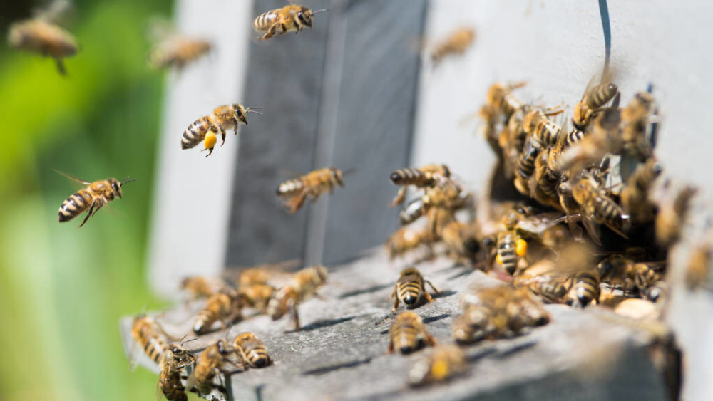 蜂王不產(chǎn)卵工蜂不出勤是什么原因(外界有蜜源,蜂王不產(chǎn)卵,工蜂不采蜜,飼喂不存蜜是什么問題) 蜂王不產(chǎn)卵工蜂不出勤是什么原因(外界有蜜源,蜂王不產(chǎn)卵,工蜂不采蜜,飼喂不存蜜是什么問題)