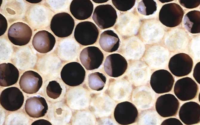 阿壩中蜂易感染什么病(中蜂一般會得什么病) 阿壩中蜂易感染什么病(中蜂一般會得什么病)