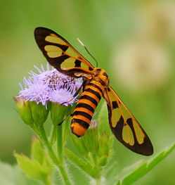 蜜蜂的蜂王和工蜂是什么細(xì)胞發(fā)育而來(lái)(雄蜂由未受精的卵細(xì)胞發(fā)育而來(lái)) 蜜蜂的蜂王和工蜂是什么細(xì)胞發(fā)育而來(lái)(雄蜂由未受精的卵細(xì)胞發(fā)育而來(lái))