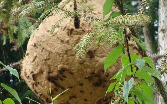 馬蜂有蜂蜜嗎(馬蜂的蜂窩里有蜂蜜嗎) 馬蜂有蜂蜜嗎(馬蜂的蜂窩里有蜂蜜嗎)