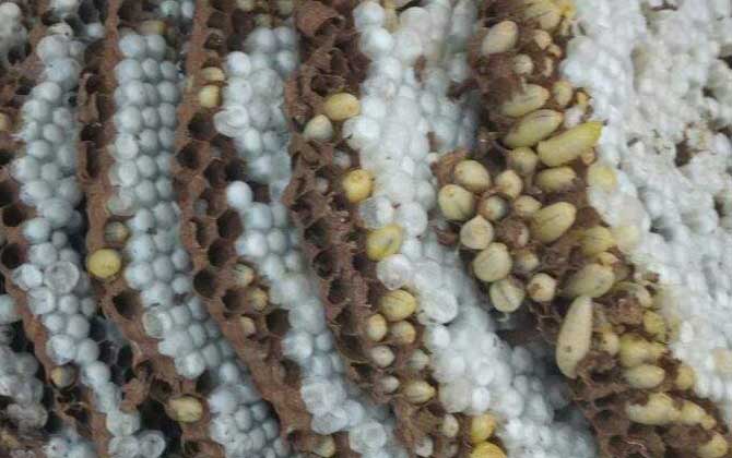 馬蜂有蜂蜜嗎(馬蜂的蜂窩里有蜂蜜嗎) 馬蜂有蜂蜜嗎(馬蜂的蜂窩里有蜂蜜嗎)