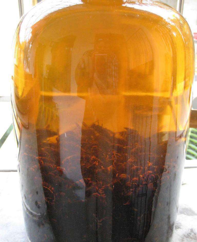 胡蜂泡酒的藥用價值（馬蜂泡酒有什么功效）