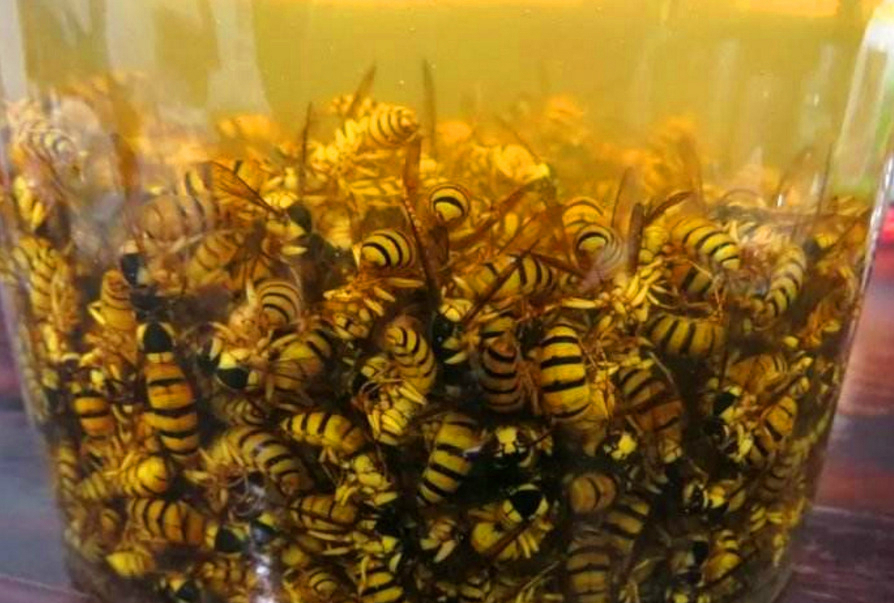 胡蜂泡酒的藥用價值（馬蜂泡酒有什么功效）