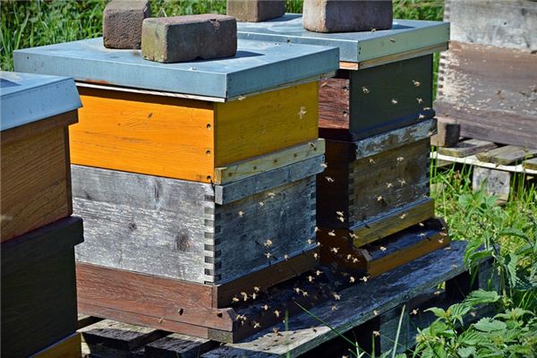 蜜蜂箱哪里有賣(扒一扒蜂箱的購買渠道及優劣鑒別方法) 蜜蜂箱哪里有賣(扒一扒蜂箱的購買渠道及優劣鑒別方法)