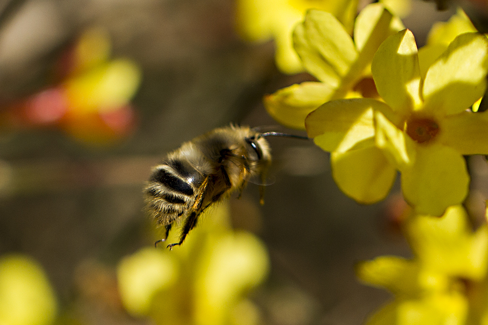 初學(xué)養(yǎng)蜂者的基本常識(shí)（養(yǎng)蜂基礎(chǔ)知識(shí)）