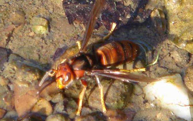 黃腳虎頭蜂有毒嗎（黃腳虎頭蜂毒性大嗎）