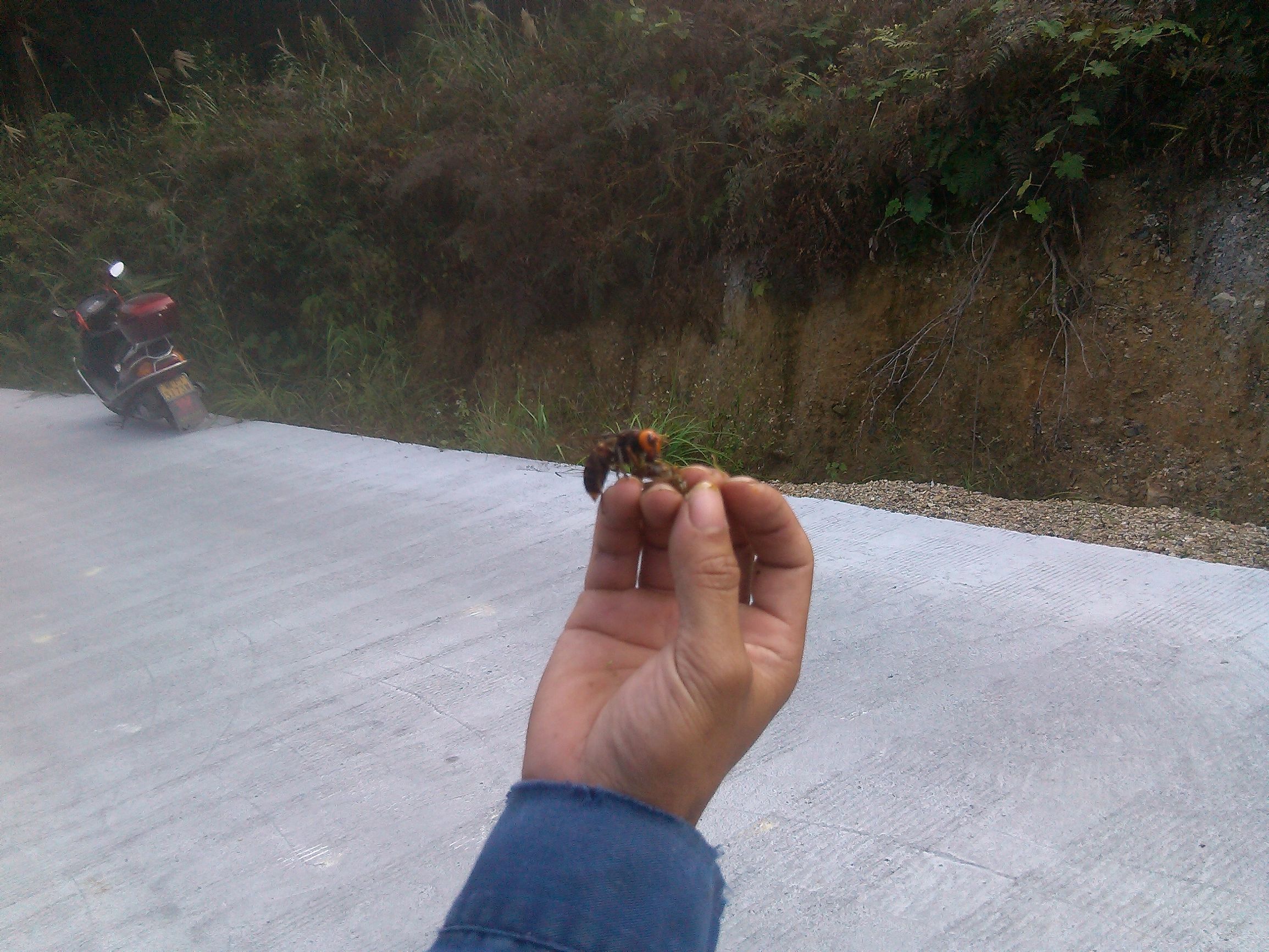 胡蜂蜂王和工蜂的區(qū)別（胡蜂工蜂與蜂王怎么分）