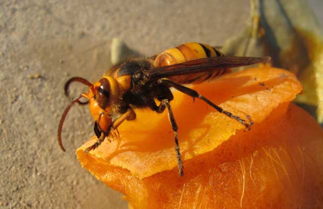 胡蜂蜂王和工蜂的區(qū)別（胡蜂工蜂與蜂王怎么分）