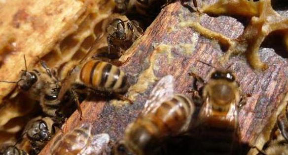 新手養(yǎng)蜂蜱如何排列(養(yǎng)蜂人教你蜂脾排列) 新手養(yǎng)蜂蜱如何排列(養(yǎng)蜂人教你蜂脾排列)