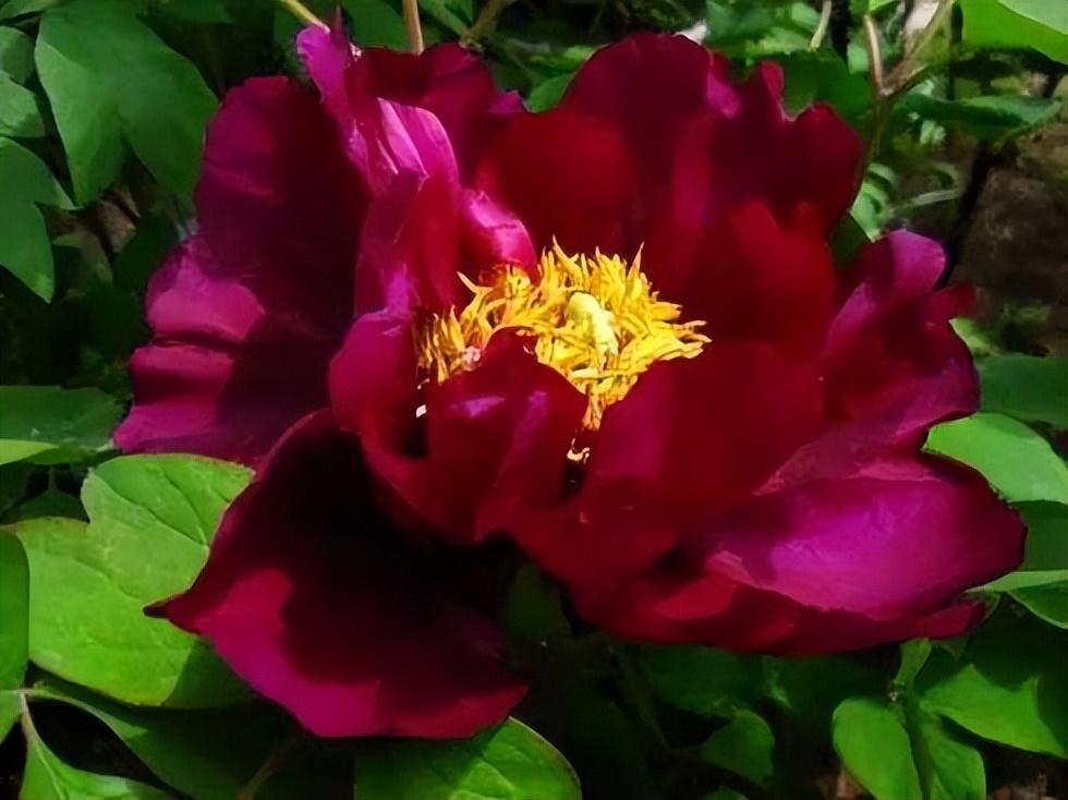 黑牡丹花是什么品種（黑牡丹花的價(jià)格及常見品種）