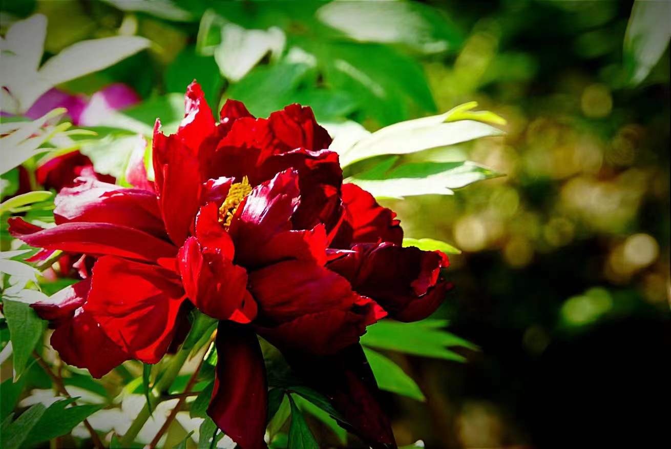 黑牡丹花是什么品種（黑牡丹花的價(jià)格及常見品種）