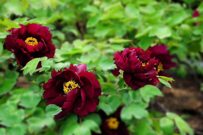 黑牡丹花是什么品種（黑牡丹花的價(jià)格及常見品種）