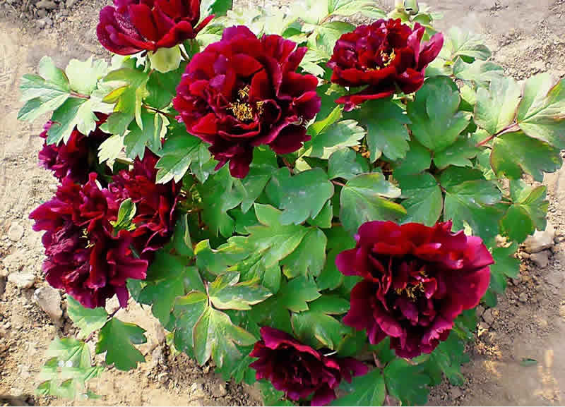 黑牡丹花是什么品種（黑牡丹花的價(jià)格及常見品種）