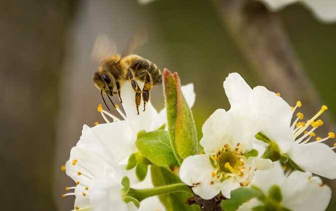 養十箱蜂一年賺多少錢? 養十箱蜂一年賺多少錢?