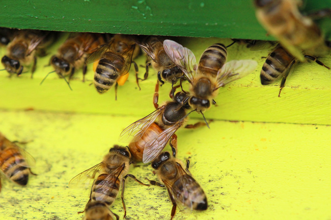 開產(chǎn)蜂王多少錢一只(蜜蜂中蜂王價(jià)格) 開產(chǎn)蜂王多少錢一只(蜜蜂中蜂王價(jià)格)