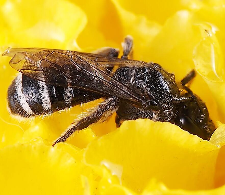 養殖新疆黑蜂的注意事項(新疆黑蜂蜂蜜怎么樣) 養殖新疆黑蜂的注意事項(新疆黑蜂蜂蜜怎么樣)