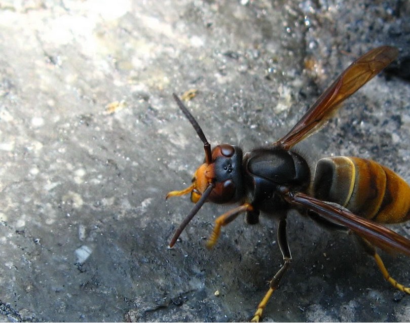 養殖胡蜂技術的步驟(胡蜂的養殖技術大全) 養殖胡蜂技術的步驟(胡蜂的養殖技術大全)