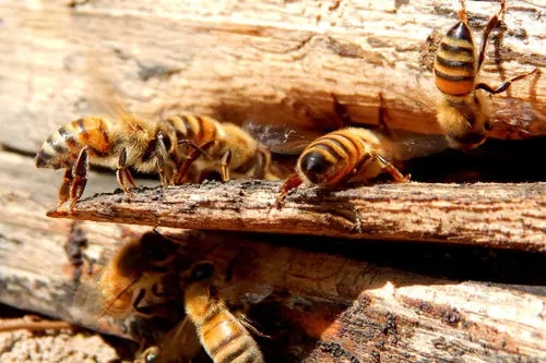 蜜蜂采蜜后花朵怎么樣了