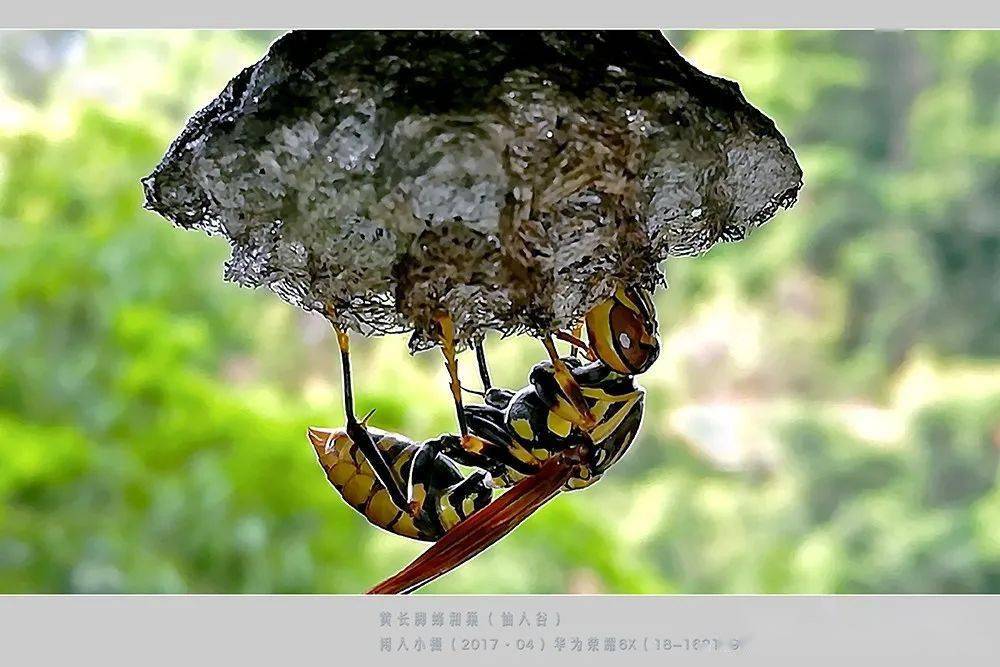 常見的胡蜂種類（胡蜂的種類介紹）