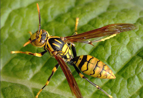 牛角蜂最怕什么(牛角蜂怎么安全驅(qū)趕) 牛角蜂最怕什么(牛角蜂怎么安全驅(qū)趕)