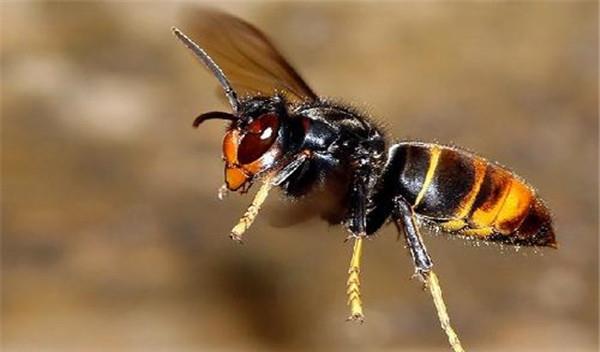 牛角蜂最怕什么(牛角蜂怎么安全驅(qū)趕) 牛角蜂最怕什么(牛角蜂怎么安全驅(qū)趕)