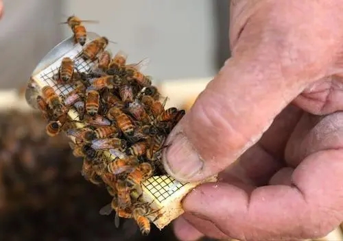 吃蜂蜜對痔瘡有緩解作用嗎(蜂蜜的作用) 吃蜂蜜對痔瘡有緩解作用嗎(蜂蜜的作用)