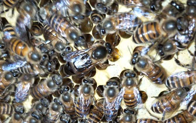 蜂群失王怎么處理(長(zhǎng)期失王的蜂群應(yīng)如何處理) 蜂群失王怎么處理(長(zhǎng)期失王的蜂群應(yīng)如何處理)