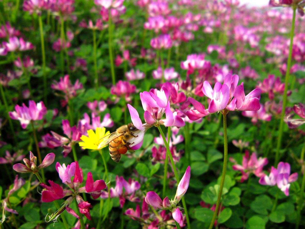 紅花草是紫云英嗎（紫云英和紅花草的區(qū)別）