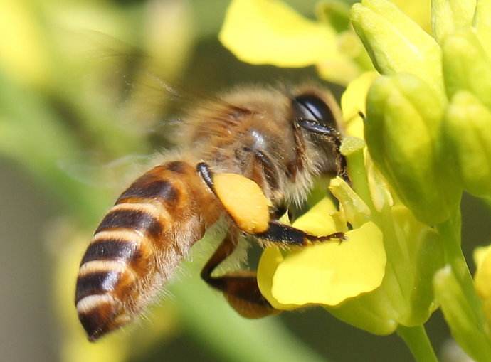 養蜂怎樣讓蜂群多產蜜 養蜂怎樣讓蜂群多產蜜