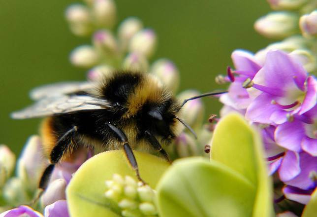 養蜂怎樣讓蜂群多產蜜 養蜂怎樣讓蜂群多產蜜