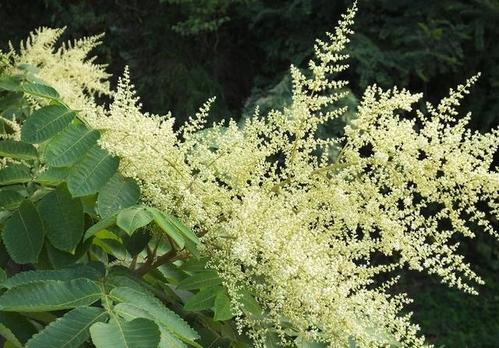 贛南地區烏桕樹什么月份開始流蜜（江西贛南主要的蜜源植物和花期介紹）