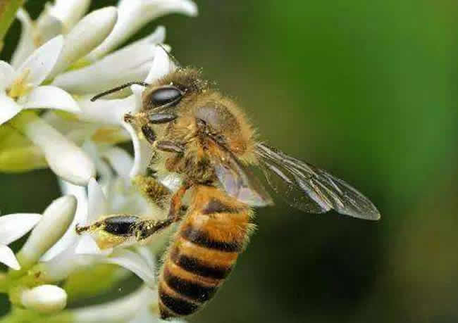 怎樣人工喂養蜜蜂？