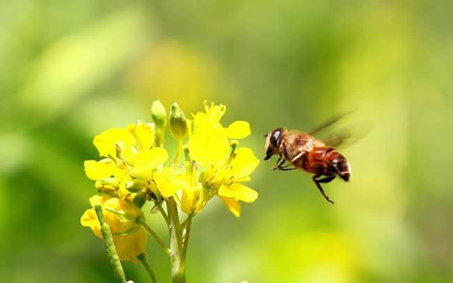 怎樣人工喂養蜜蜂？