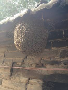 在野外見到蜜蜂，如何將它們收捕回家？具體方法步驟是什么？